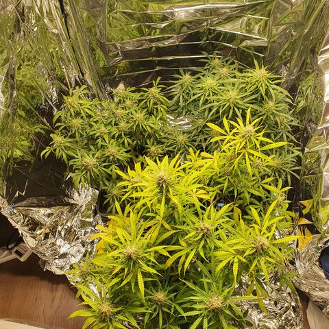 Auto Daiquiri Lime (Dutch Passion) growlog timeline photo