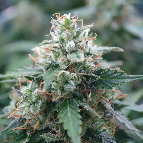 Auto Daiquiri Lime (Dutch Passion) growlog timeline photo