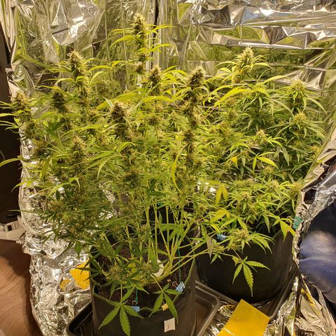 Auto Daiquiri Lime (Dutch Passion) growlog timeline photo