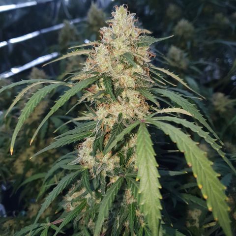 Auto Daiquiri Lime (Dutch Passion) growlog timeline photo