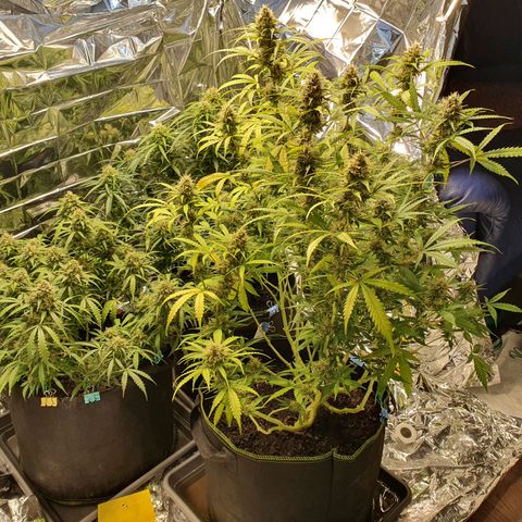Auto Daiquiri Lime (Dutch Passion) growlog timeline photo