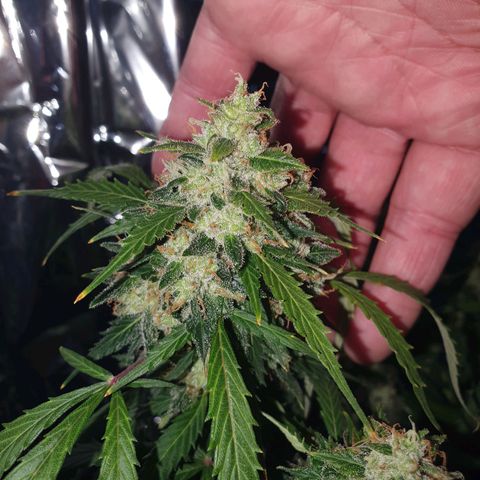 Auto Daiquiri Lime (Dutch Passion) growlog timeline photo