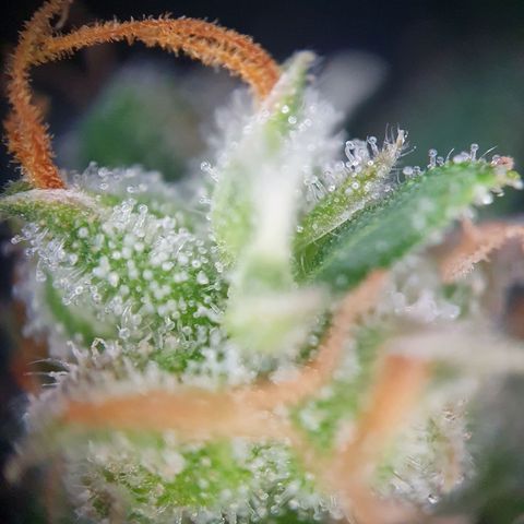 Auto Daiquiri Lime (Dutch Passion) growlog timeline photo