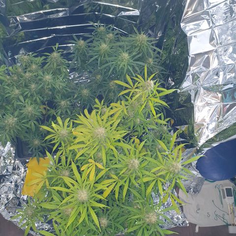 Auto Daiquiri Lime (Dutch Passion) growlog timeline photo