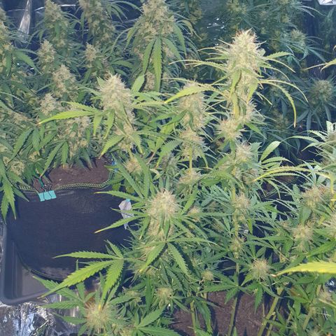Auto Daiquiri Lime (Dutch Passion) growlog timeline photo