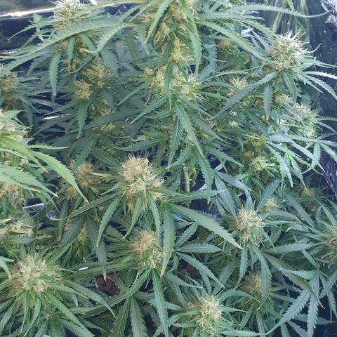 Auto Daiquiri Lime (Dutch Passion) growlog timeline photo