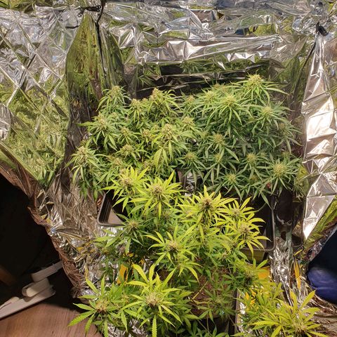 Auto Daiquiri Lime (Dutch Passion) growlog timeline photo