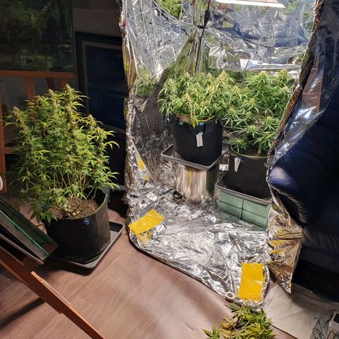 Auto Daiquiri Lime (Dutch Passion) growlog timeline photo