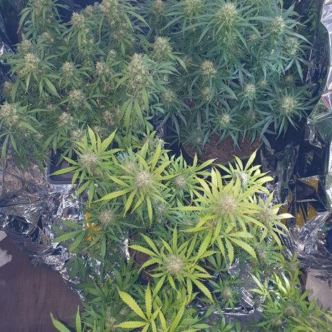 Auto Daiquiri Lime (Dutch Passion) growlog timeline photo