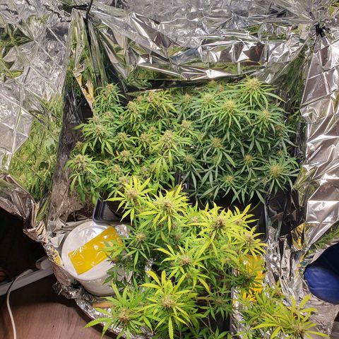 Auto Daiquiri Lime (Dutch Passion) growlog timeline photo