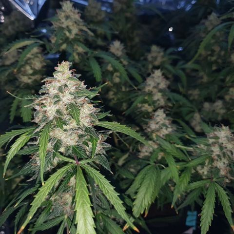 Auto Daiquiri Lime (Dutch Passion) growlog timeline photo