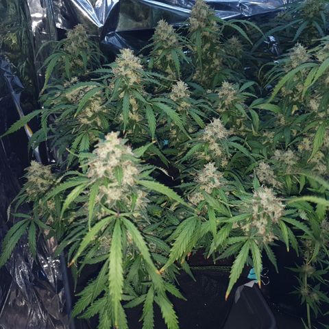 Auto Daiquiri Lime (Dutch Passion) growlog timeline photo