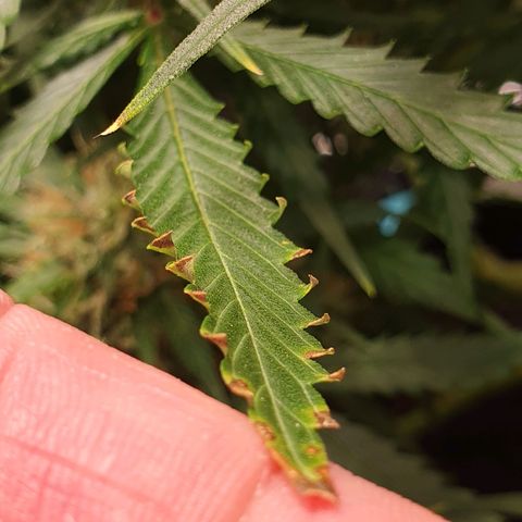 Auto Daiquiri Lime (Dutch Passion) growlog timeline photo