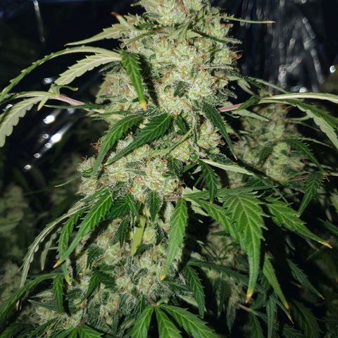 Auto Daiquiri Lime (Dutch Passion) growlog timeline photo