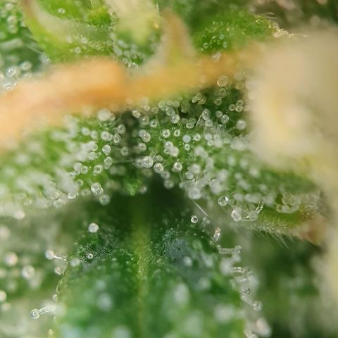 Auto Daiquiri Lime (Dutch Passion) growlog photo: Ein paar 🧡 orangene Trichome zu sehen 🔥🔥🔥