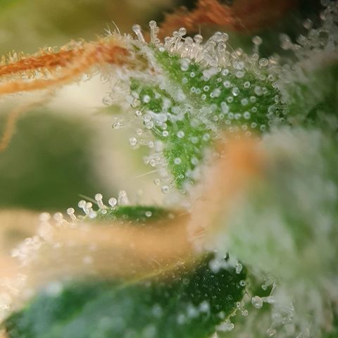 Auto Daiquiri Lime (Dutch Passion) growlog photo: Ein paar 🧡 orangene Trichome zu sehen 🔥🔥🔥