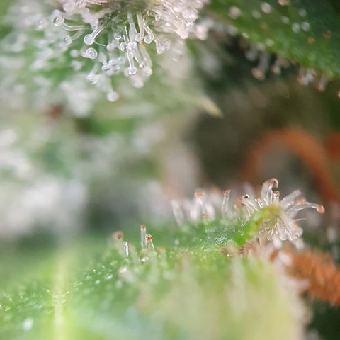Auto Daiquiri Lime (Dutch Passion) growlog photo: Ein paar 🧡 orangene Trichome zu sehen 🔥🔥🔥