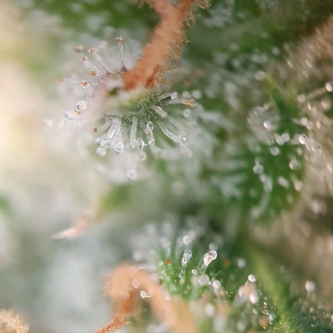 Auto Daiquiri Lime (Dutch Passion) growlog photo: Ein paar 🧡 orangene Trichome zu sehen 🔥🔥🔥