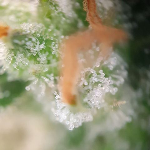 Auto Daiquiri Lime (Dutch Passion) growlog photo: Ein paar 🧡 orangene Trichome zu sehen 🔥🔥🔥
