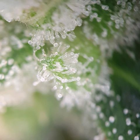 Auto Daiquiri Lime (Dutch Passion) growlog photo: Ein paar 🧡 orangene Trichome zu sehen 🔥🔥🔥