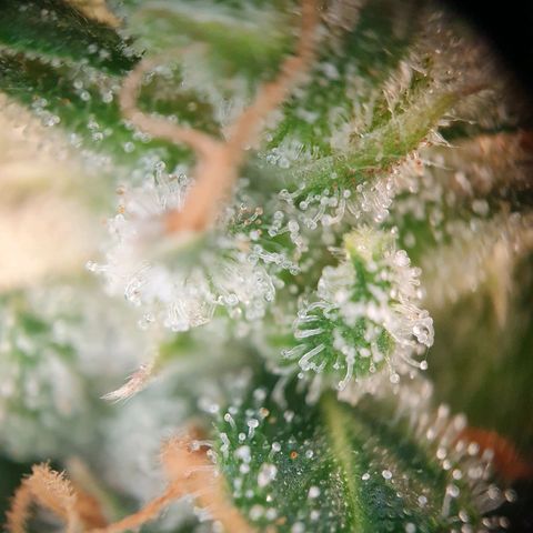 Auto Daiquiri Lime (Dutch Passion) growlog timeline photo