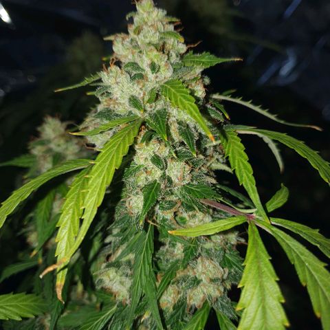 Auto Daiquiri Lime (Dutch Passion) growlog timeline photo