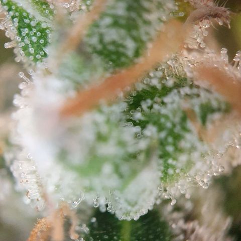 Auto Daiquiri Lime (Dutch Passion) growlog timeline photo