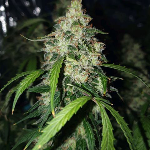 Auto Daiquiri Lime (Dutch Passion) growlog timeline photo