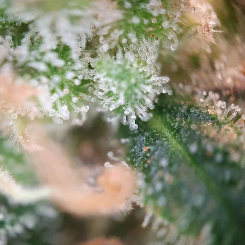 Auto Daiquiri Lime (Dutch Passion) growlog timeline photo