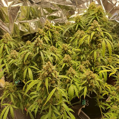 Auto Daiquiri Lime (Dutch Passion) growlog timeline photo