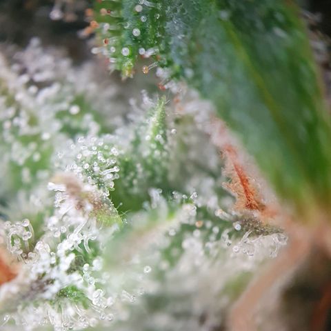 Auto Daiquiri Lime (Dutch Passion) growlog timeline photo