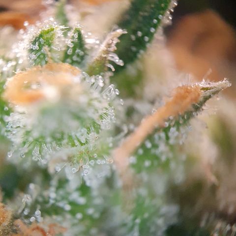 Auto Daiquiri Lime (Dutch Passion) growlog timeline photo