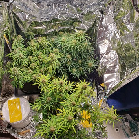 Auto Daiquiri Lime (Dutch Passion) growlog timeline photo