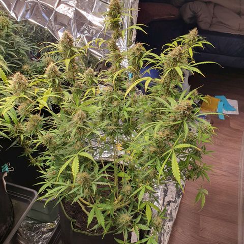 Auto Daiquiri Lime (Dutch Passion) growlog timeline photo