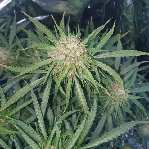 Auto Daiquiri Lime (Dutch Passion) growlog timeline photo