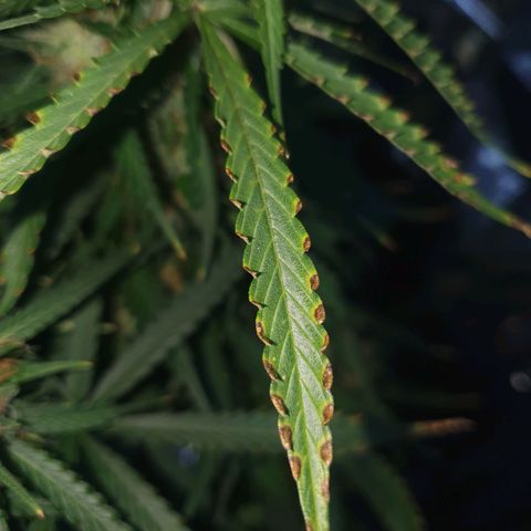 Auto Daiquiri Lime (Dutch Passion) growlog timeline photo