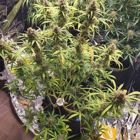 Auto Daiquiri Lime (Dutch Passion) growlog timeline photo