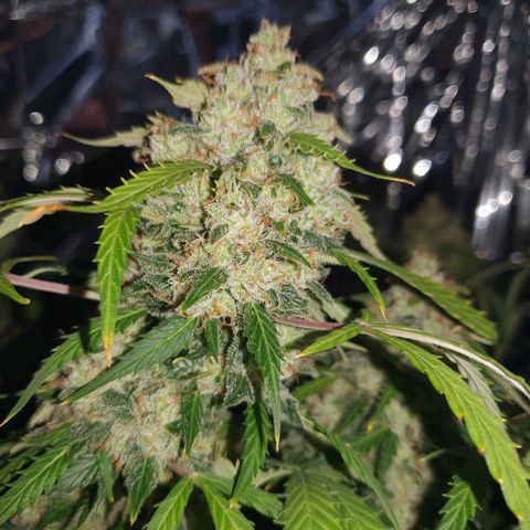 Auto Daiquiri Lime (Dutch Passion) growlog timeline photo