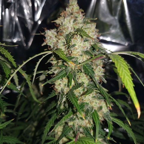 Auto Daiquiri Lime (Dutch Passion) growlog timeline photo
