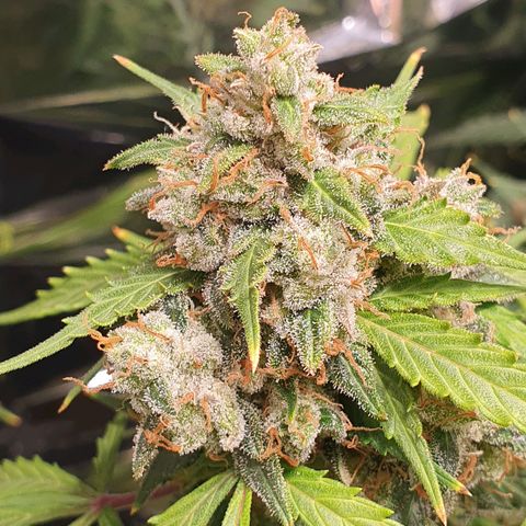 Auto Daiquiri Lime (Dutch Passion) growlog timeline photo