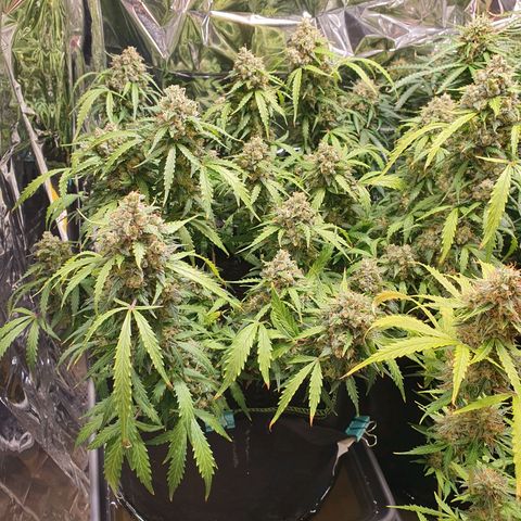 Auto Daiquiri Lime (Dutch Passion) growlog timeline photo