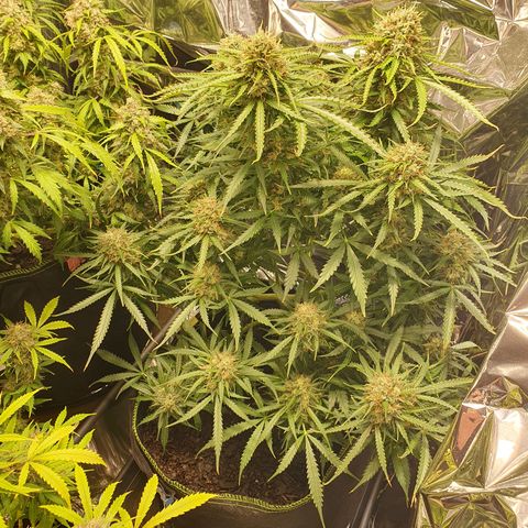 Auto Daiquiri Lime (Dutch Passion) growlog timeline photo