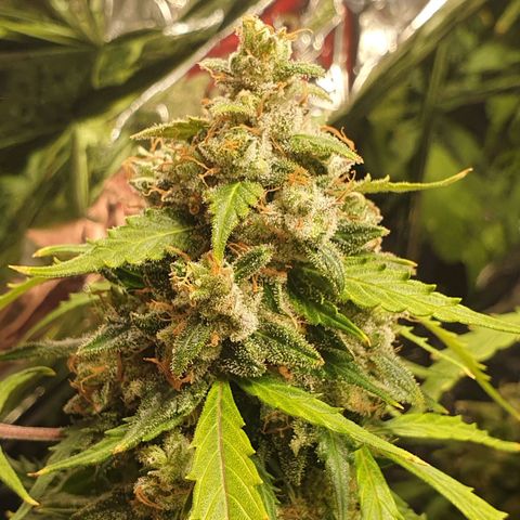 Auto Daiquiri Lime (Dutch Passion) growlog timeline photo