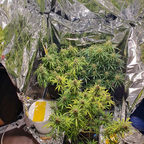 Auto Daiquiri Lime (Dutch Passion) growlog timeline photo