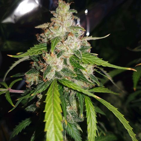 Auto Daiquiri Lime (Dutch Passion) growlog timeline photo