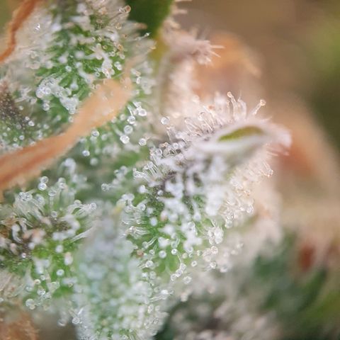 Auto Daiquiri Lime (Dutch Passion) growlog timeline photo