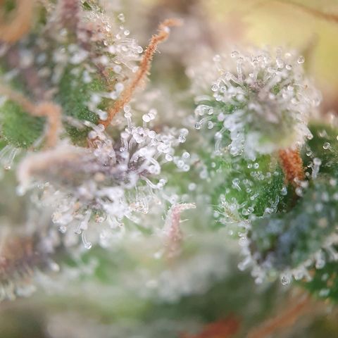 Auto Daiquiri Lime (Dutch Passion) growlog timeline photo