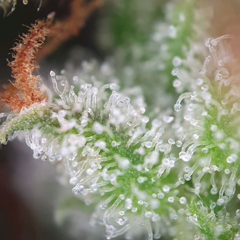 Auto Daiquiri Lime (Dutch Passion) growlog photo: Kann gar nicht mehr abwarten, dass ich die erste Pflanze runter schneiden kann. Wie lange denn noch??? 😅