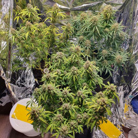 Auto Daiquiri Lime (Dutch Passion) growlog photo: Kann gar nicht mehr abwarten, dass ich die erste Pflanze runter schneiden kann. Wie lange denn noch??? 😅