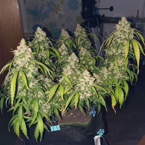 Auto Daiquiri Lime (Dutch Passion) growlog photo: Kann gar nicht mehr abwarten, dass ich die erste Pflanze runter schneiden kann. Wie lange denn noch??? 😅